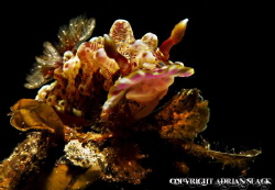 nudi's got the hump, Ponta Do Ouro Mozambique by Adrian Slack 